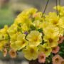 Combo – Island In The Sun – 12″ Fiber Hanging Basket
